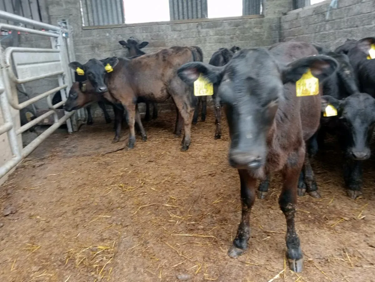 11 AA heifers weaned - Image 4
