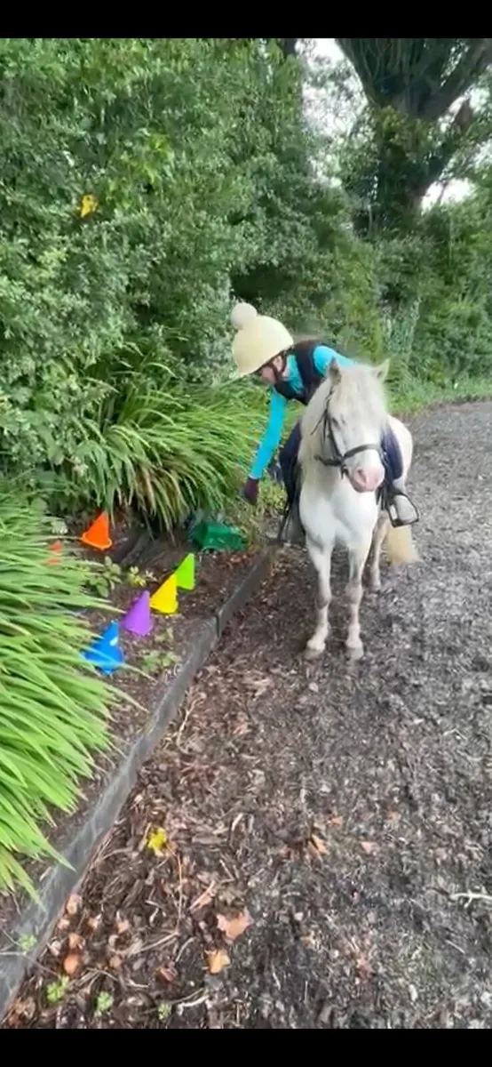 Childs pony - Image 4