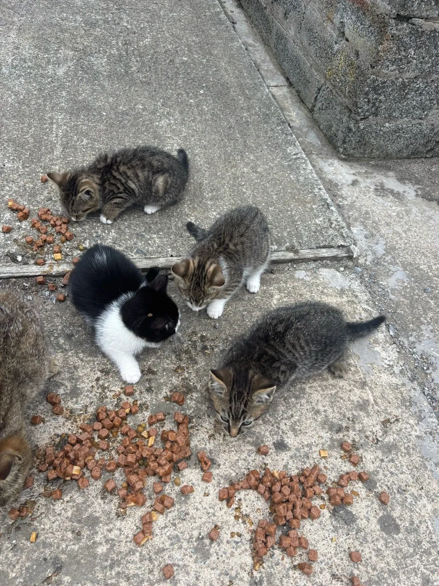 Kittens - Image 1