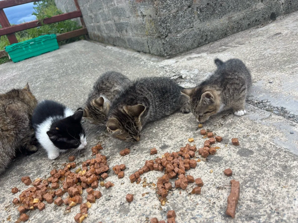 Kittens - Image 2