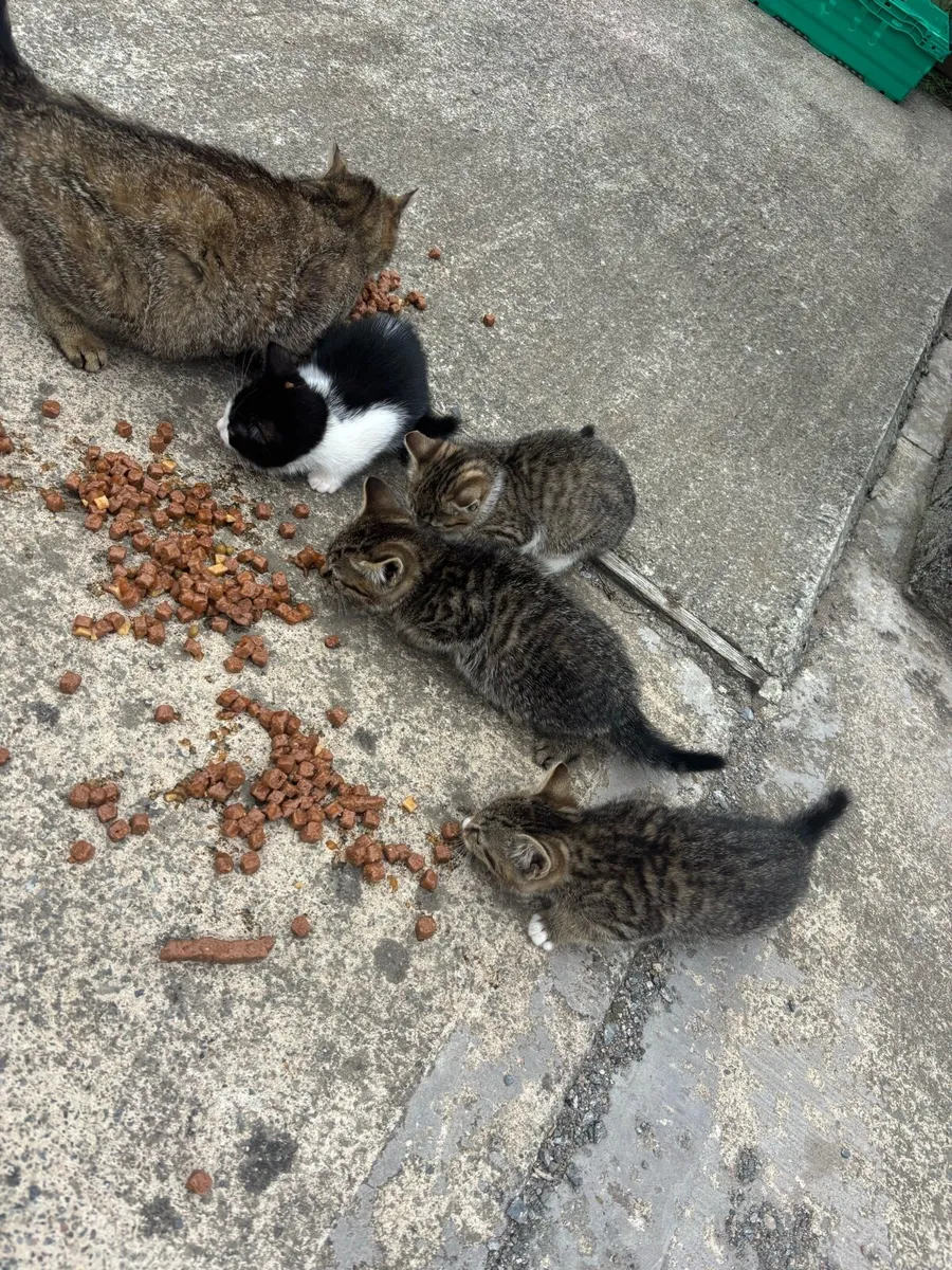Kittens - Image 3