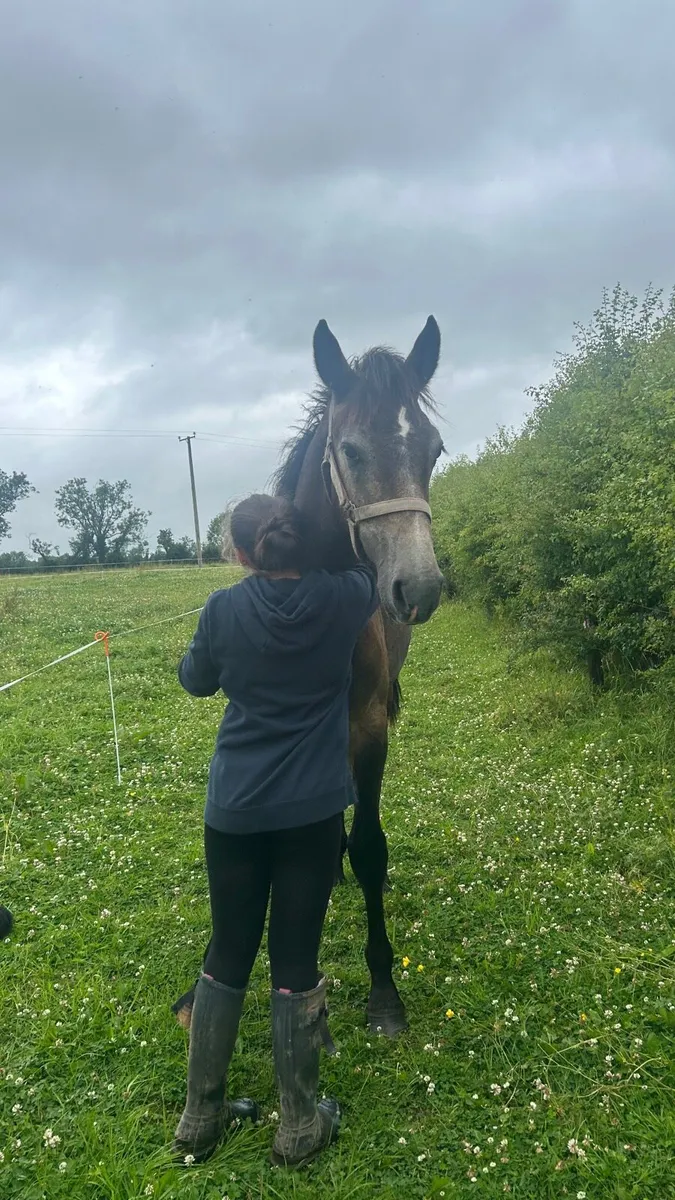 RID Yearling (Gelding) - Image 1