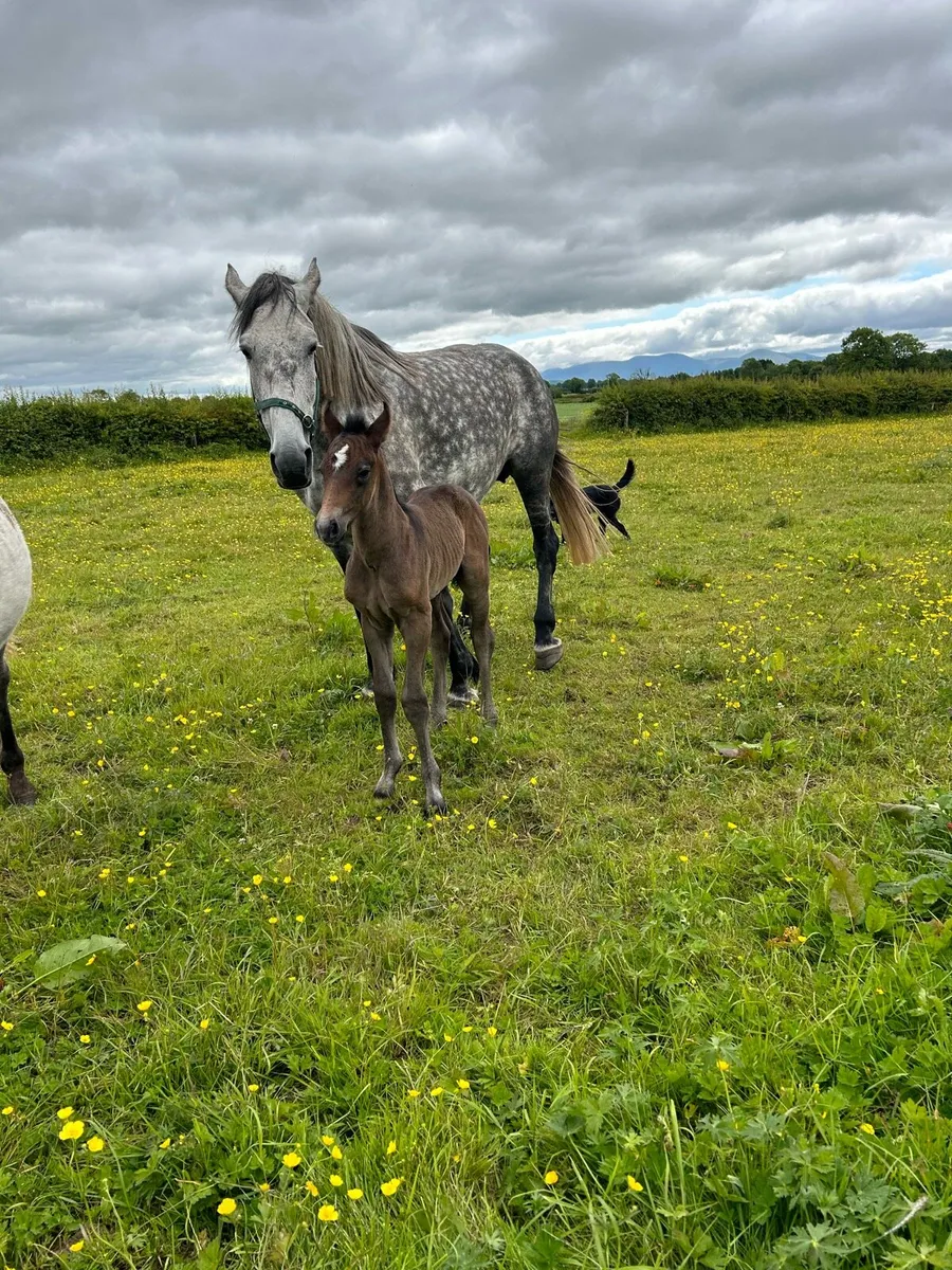 RID Yearling (Gelding) - Image 2