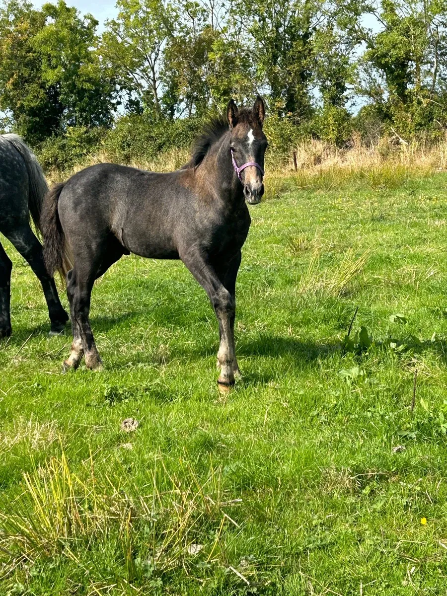 RID Yearling (Gelding) - Image 3