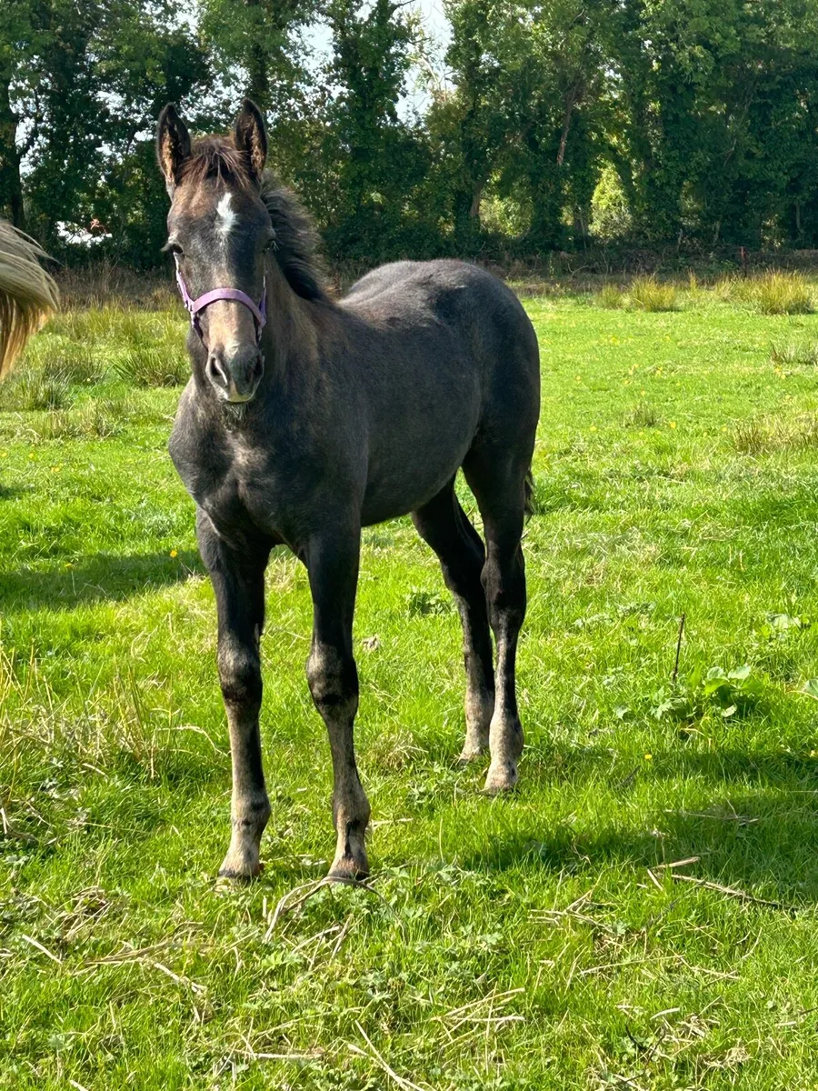 RID Yearling (Gelding) - Image 4