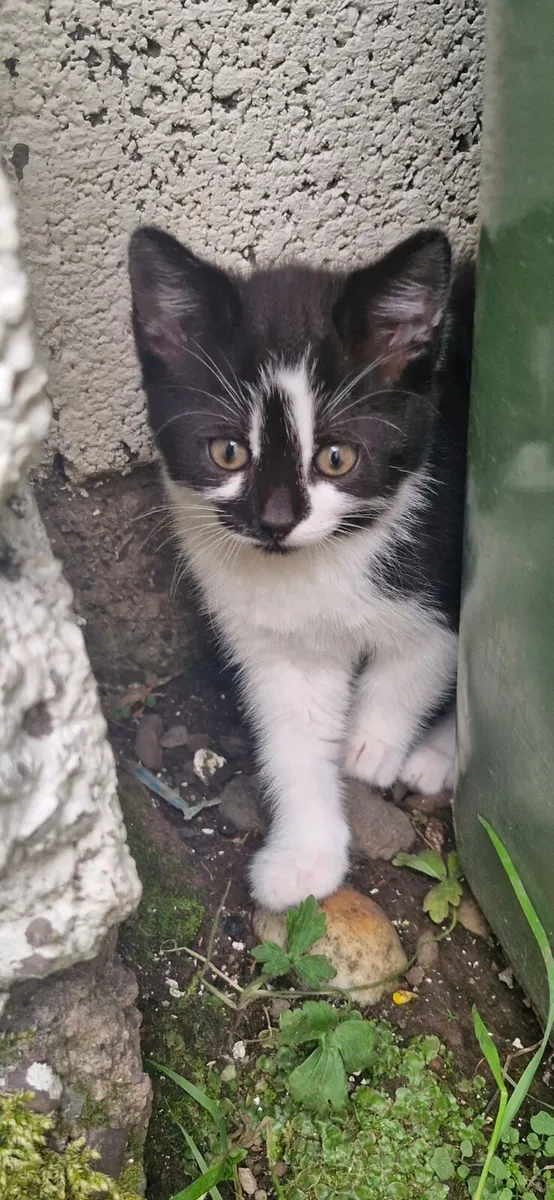 Cats - Image 1