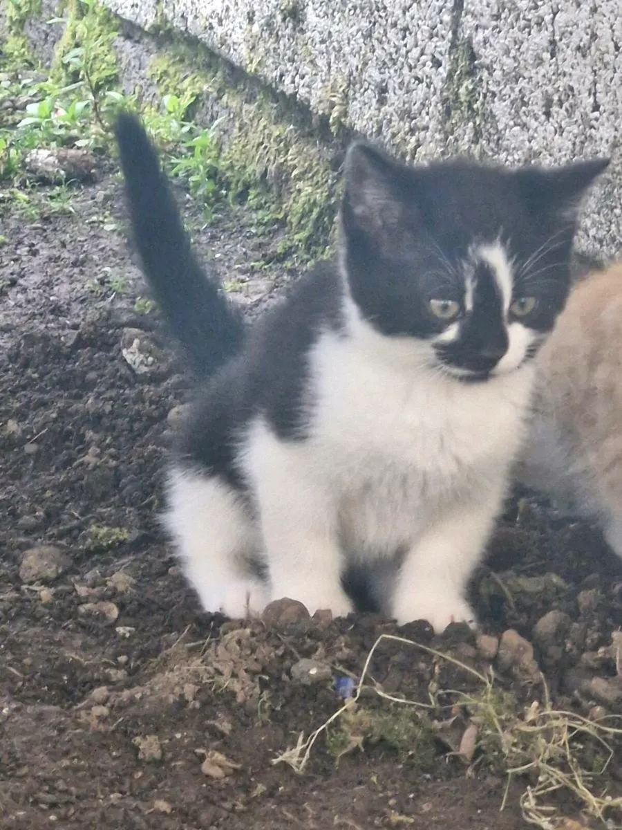 Cats - Image 2