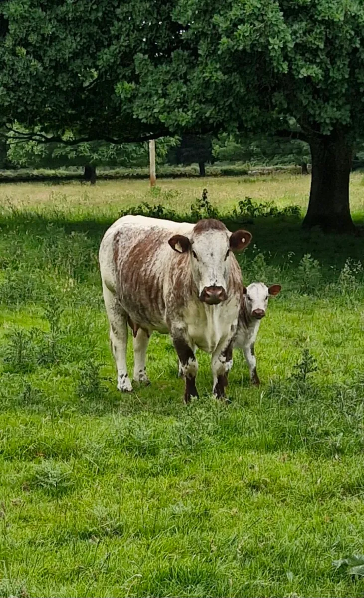 Pedigree Longhorn cows&calves - Image 1