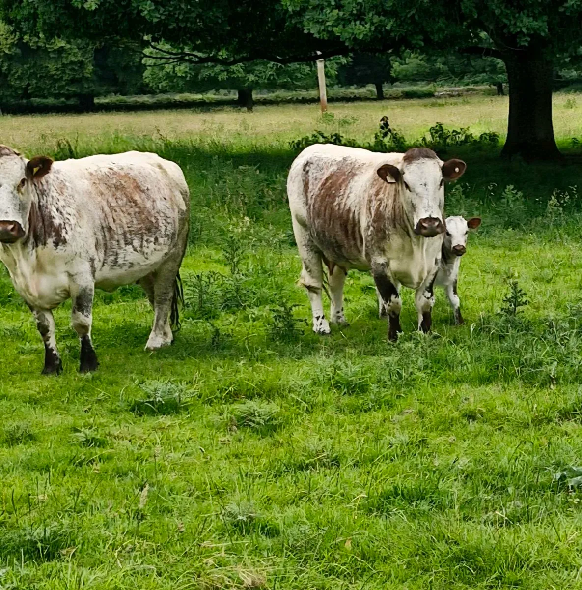 Pedigree Longhorn cows&calves - Image 2