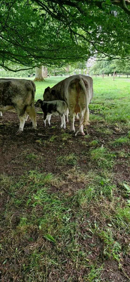 Pedigree Longhorn cows&calves - Image 3