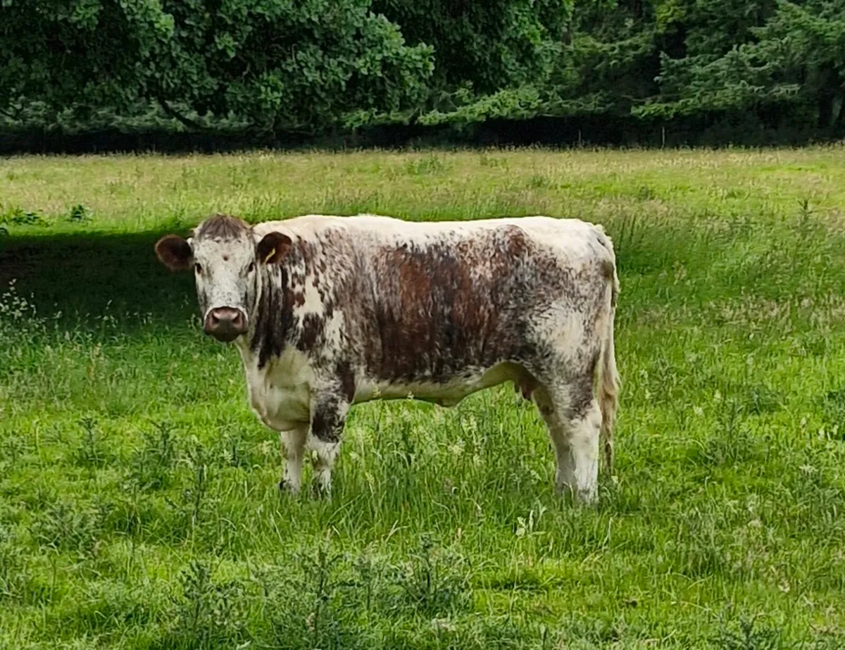 Pedigree Longhorn cows&calves - Image 4