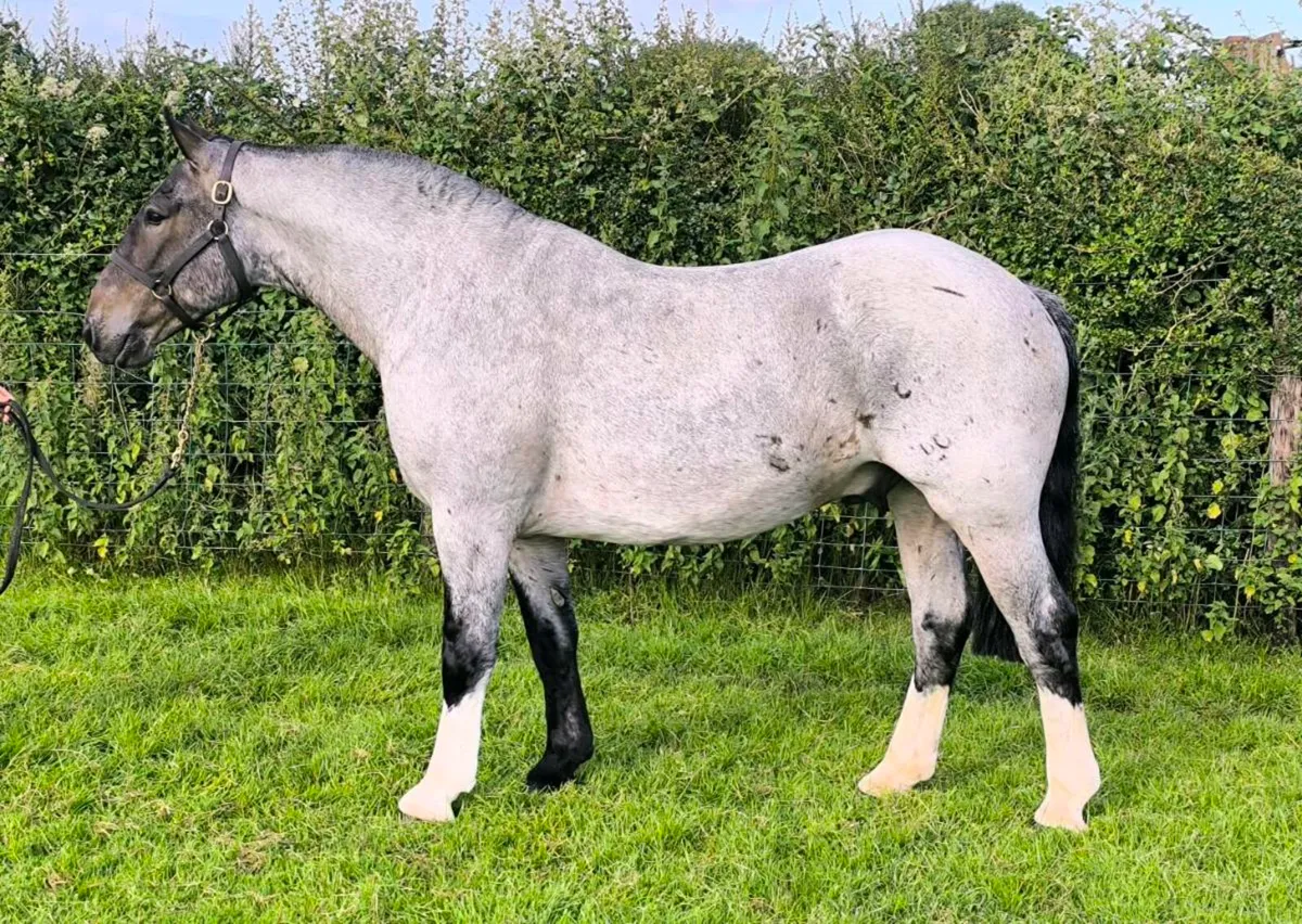 ✨ Cracking Roan Cob ✨ - Image 1