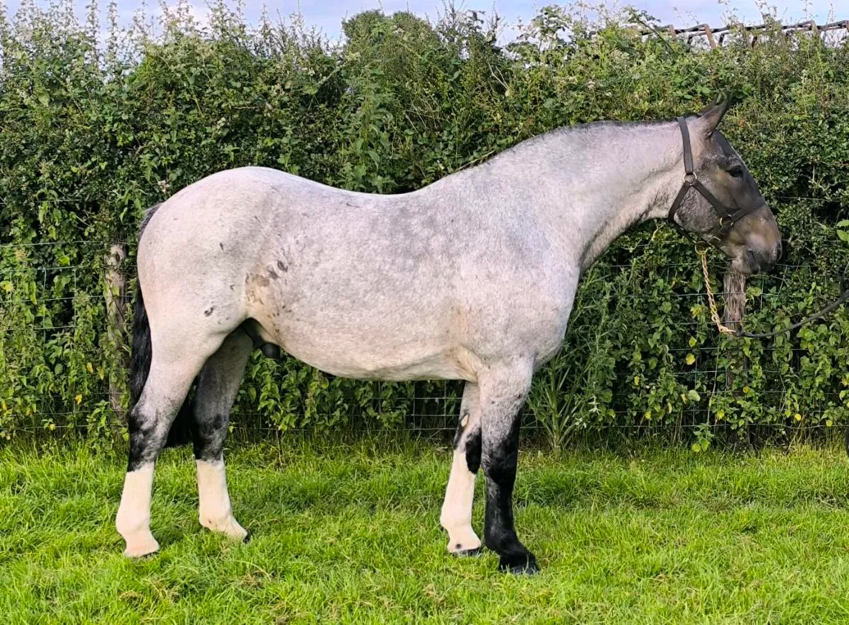 ✨ Cracking Roan Cob ✨ - Image 2