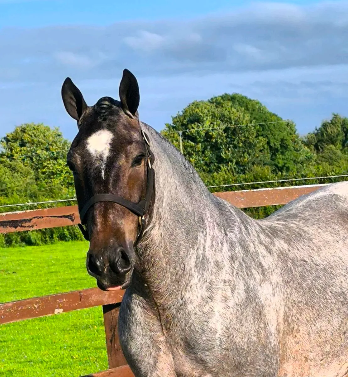 ✨ Cracking Roan Cob ✨ - Image 3