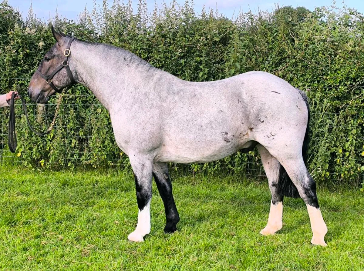 ✨ Cracking Roan Cob ✨ - Image 4