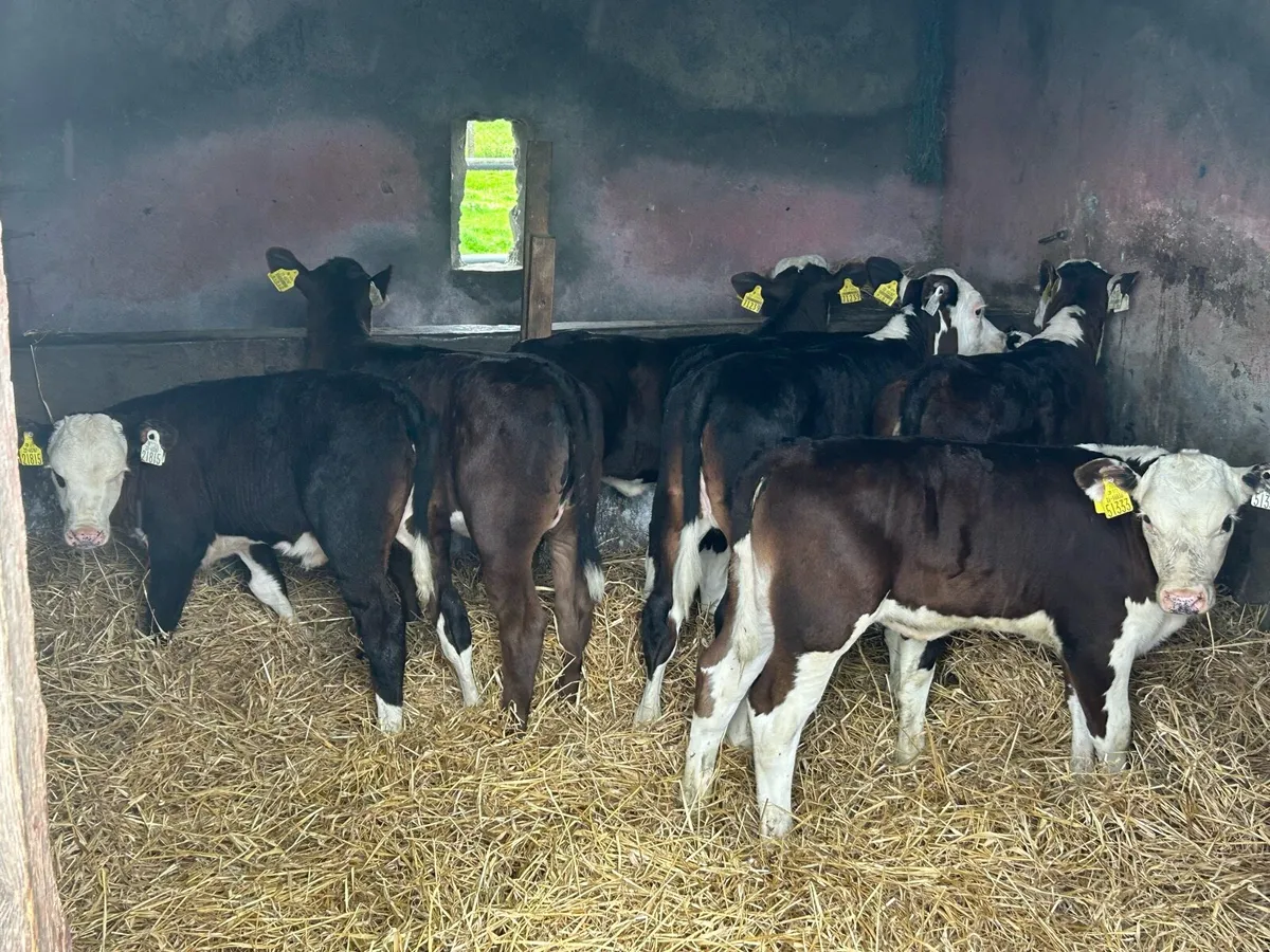 7 Smashing Grass Heifers - Image 2
