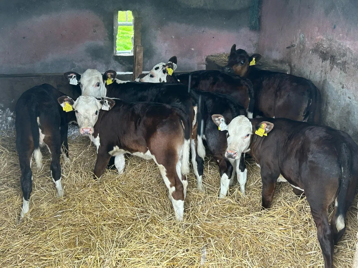 7 Smashing Grass Heifers - Image 1
