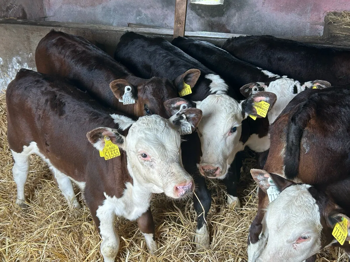 7 Smashing Grass Heifers - Image 3