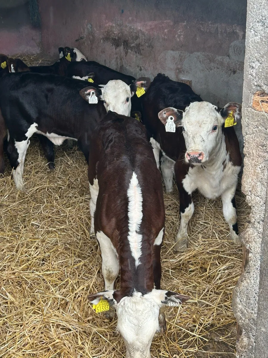 7 Smashing Grass Heifers - Image 4