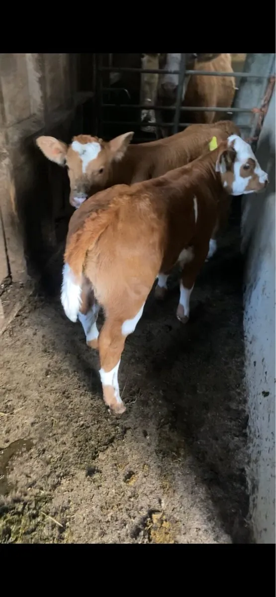 Simmental bull - Image 3