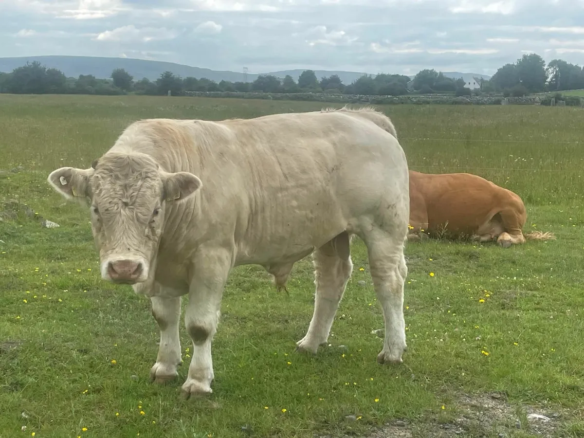 Charolais Bull ... Pirate/Major - Image 2