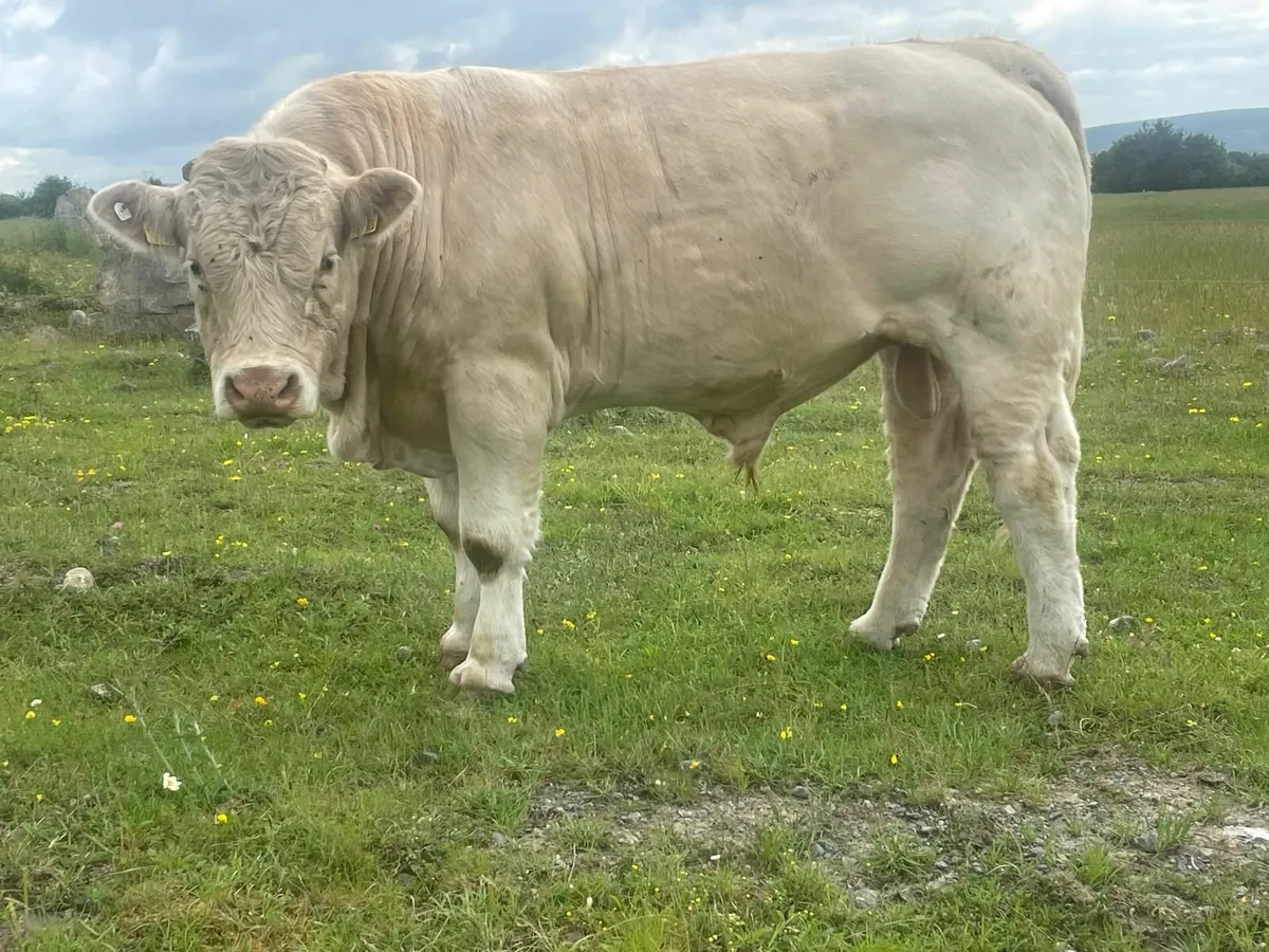 Charolais Bull ... Pirate/Major - Image 1