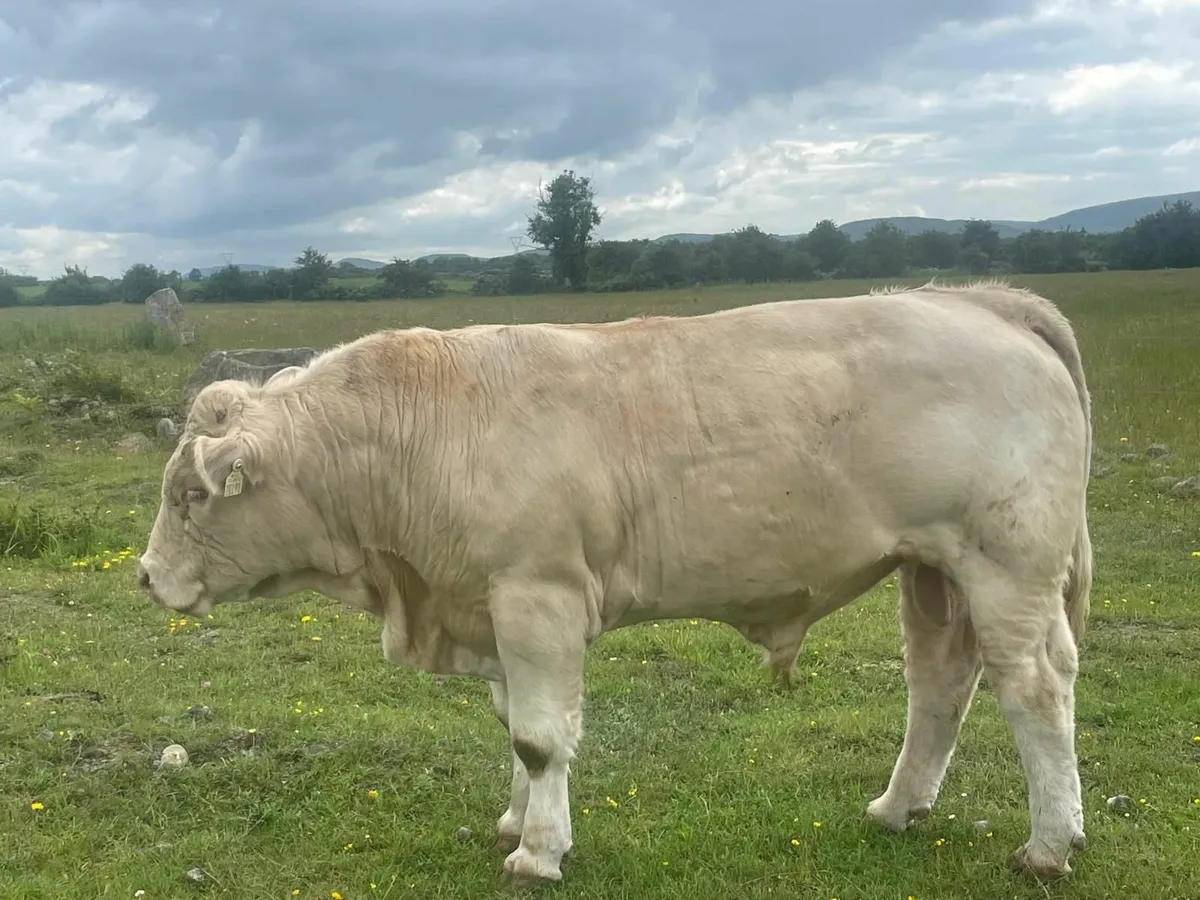 Charolais Bull ... Pirate/Major - Image 3