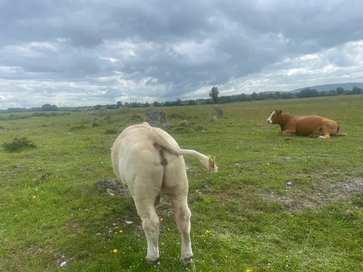 Charolais Bull ... Pirate/Major - Image 4