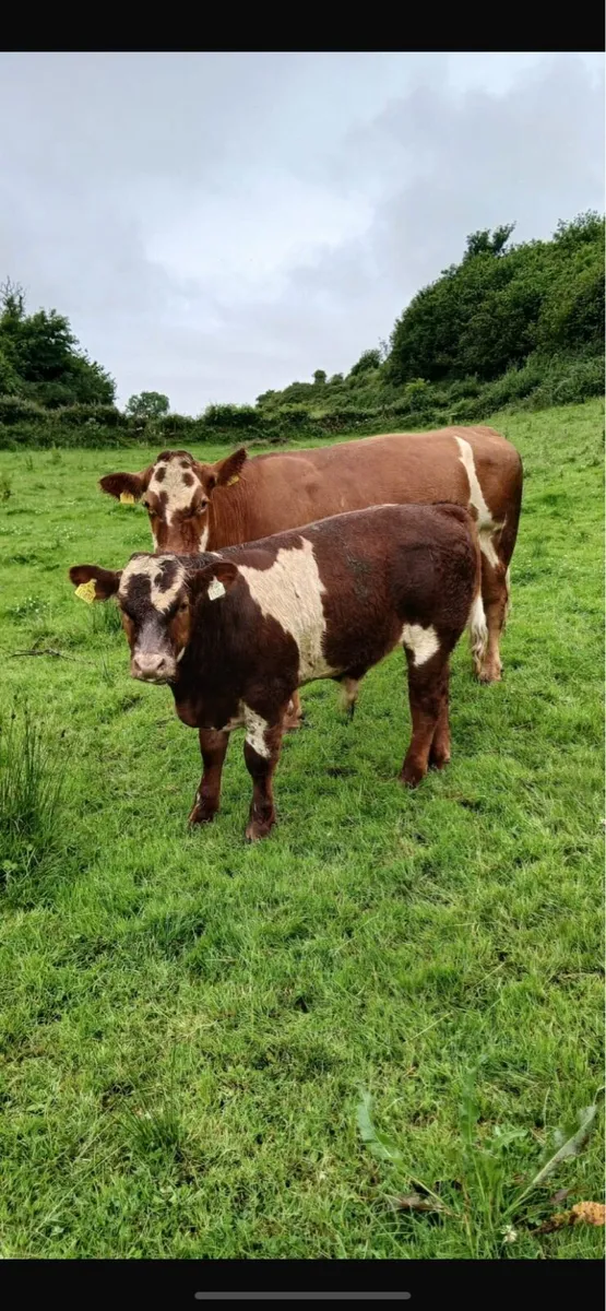 Simmental bull - Image 4