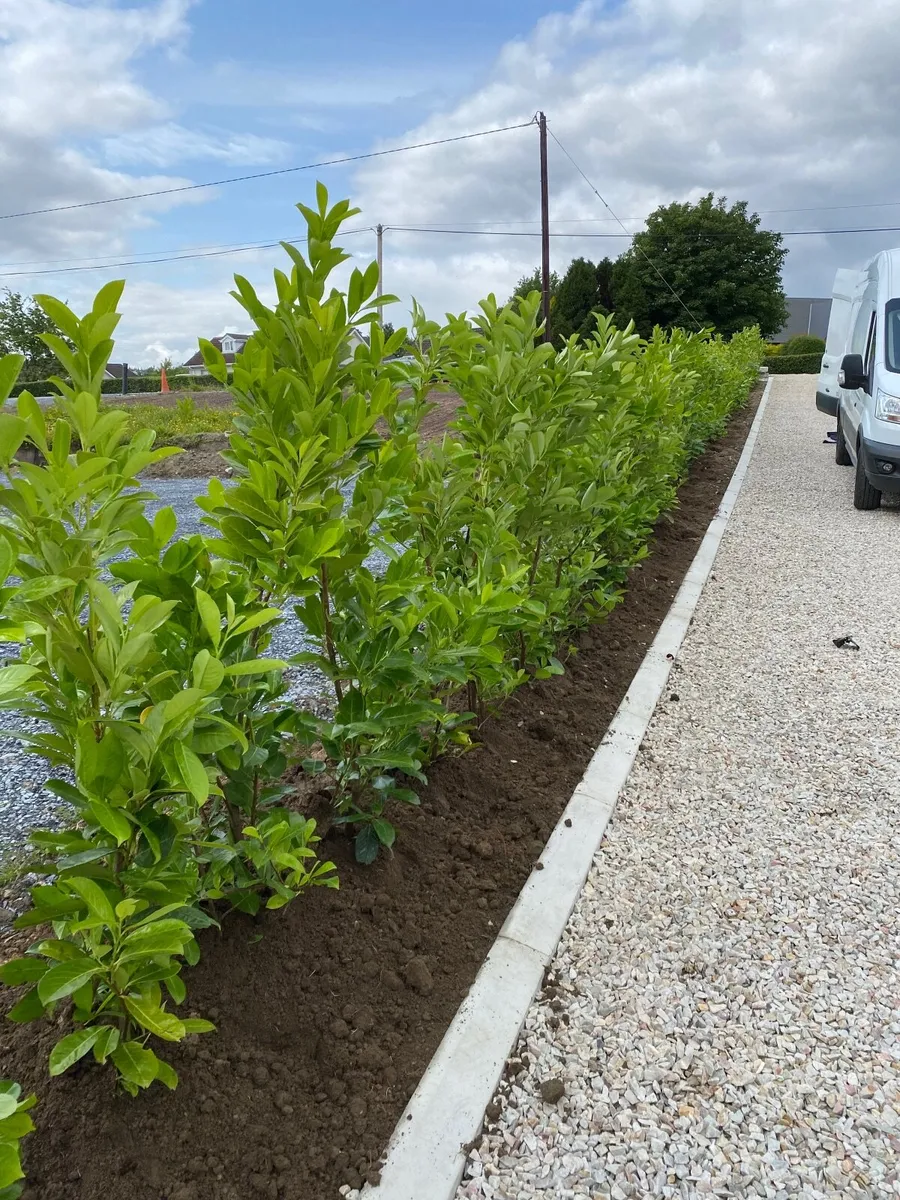Mature Hedging - Image 1