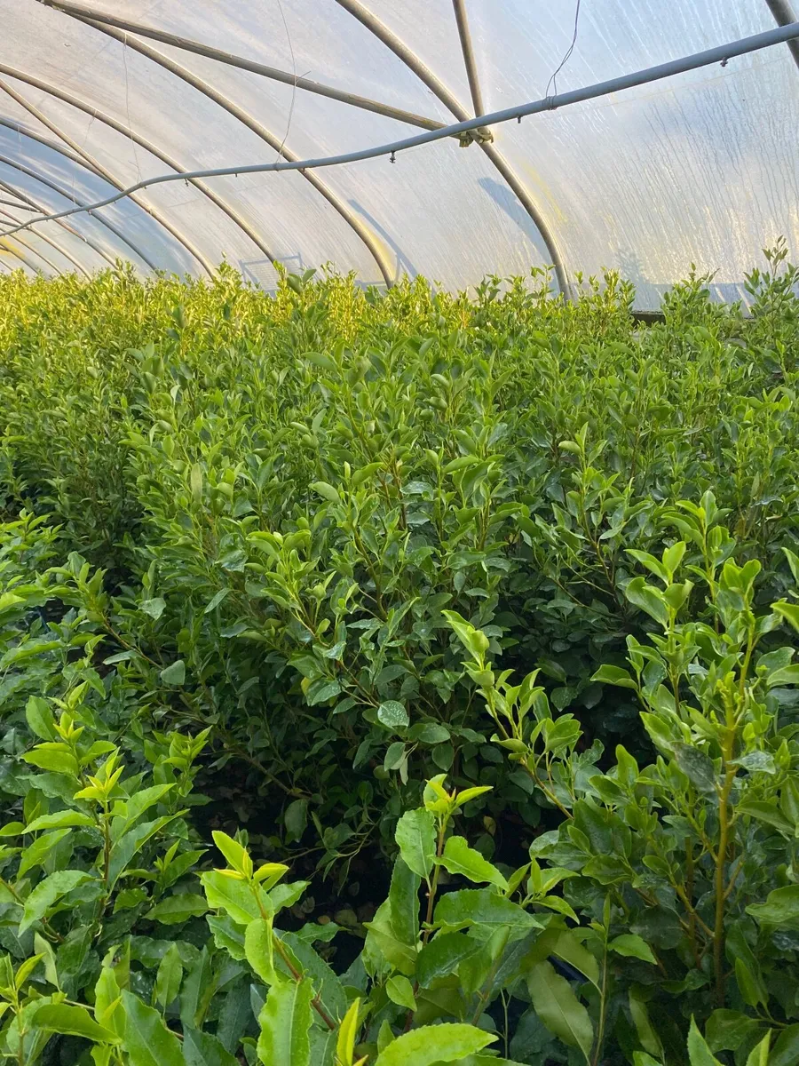 Mature Hedging - Image 2