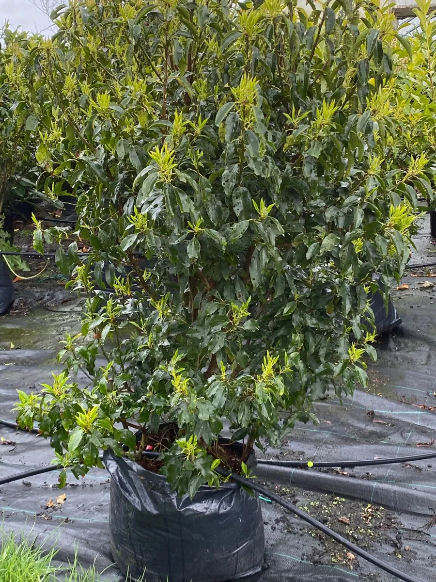 Mature Hedging - Image 3