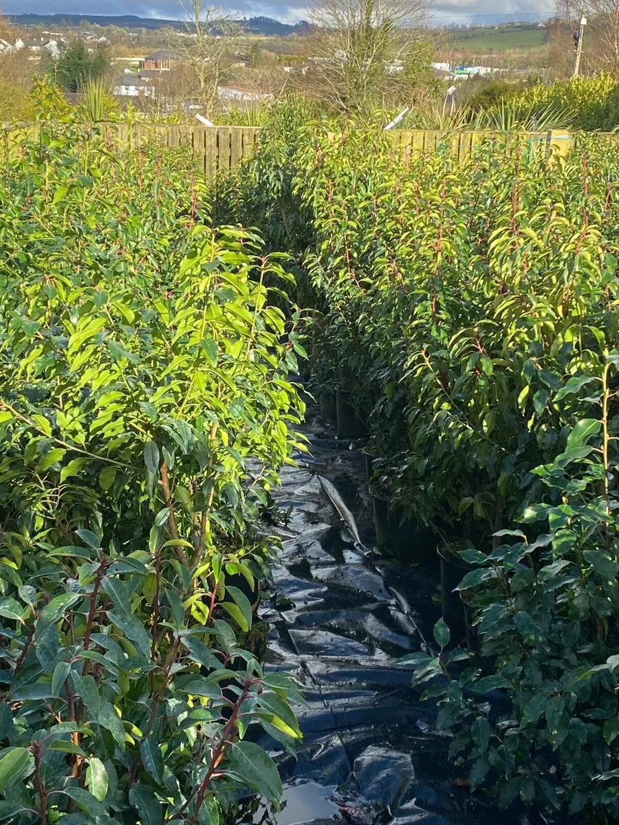 Mature Hedging - Image 4