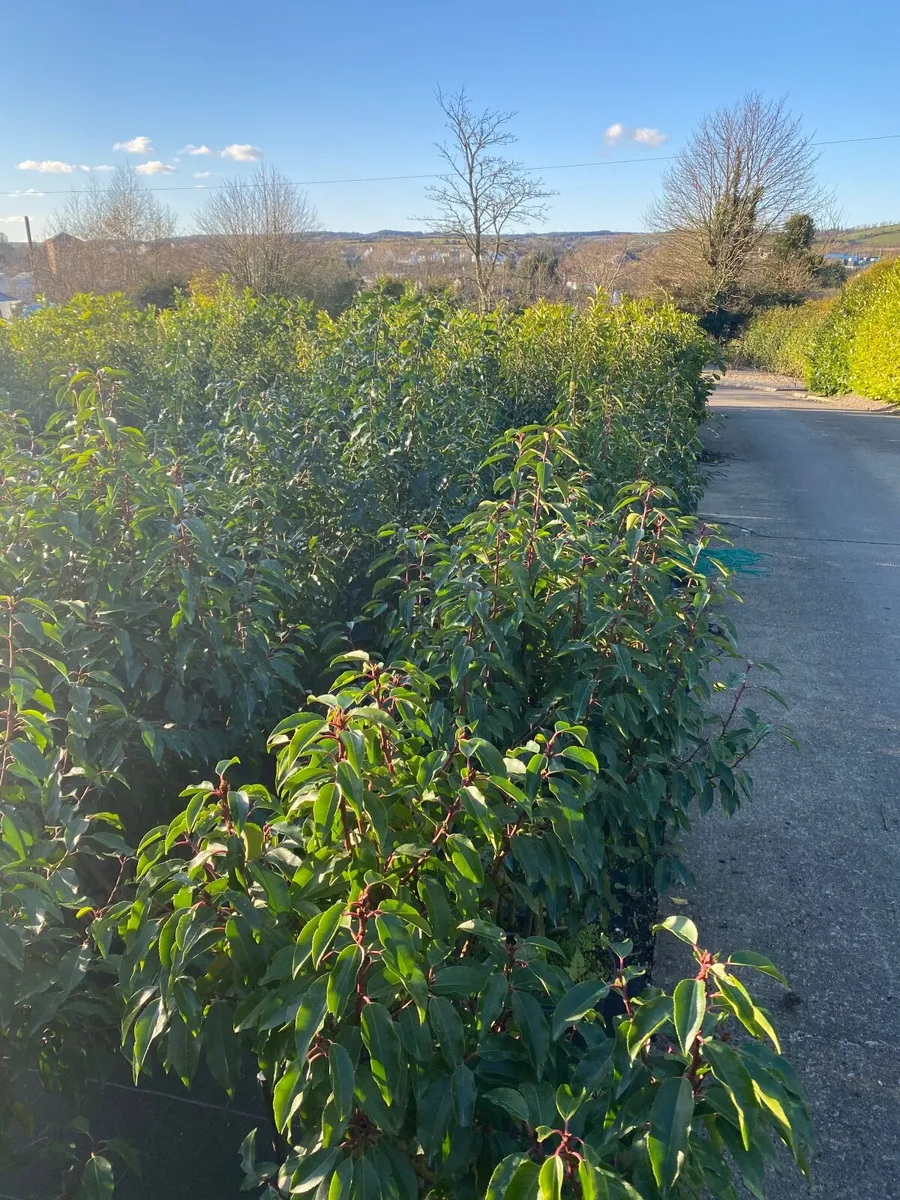 Mature Hedging - Image 4