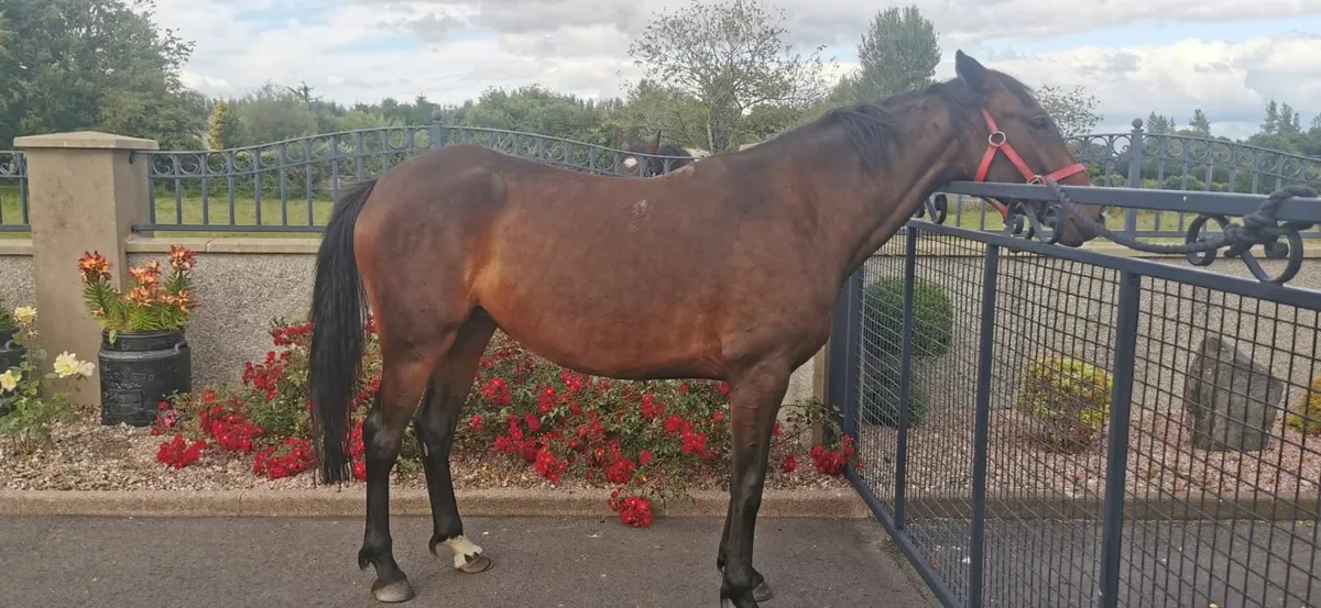 4 year old filly - Image 1