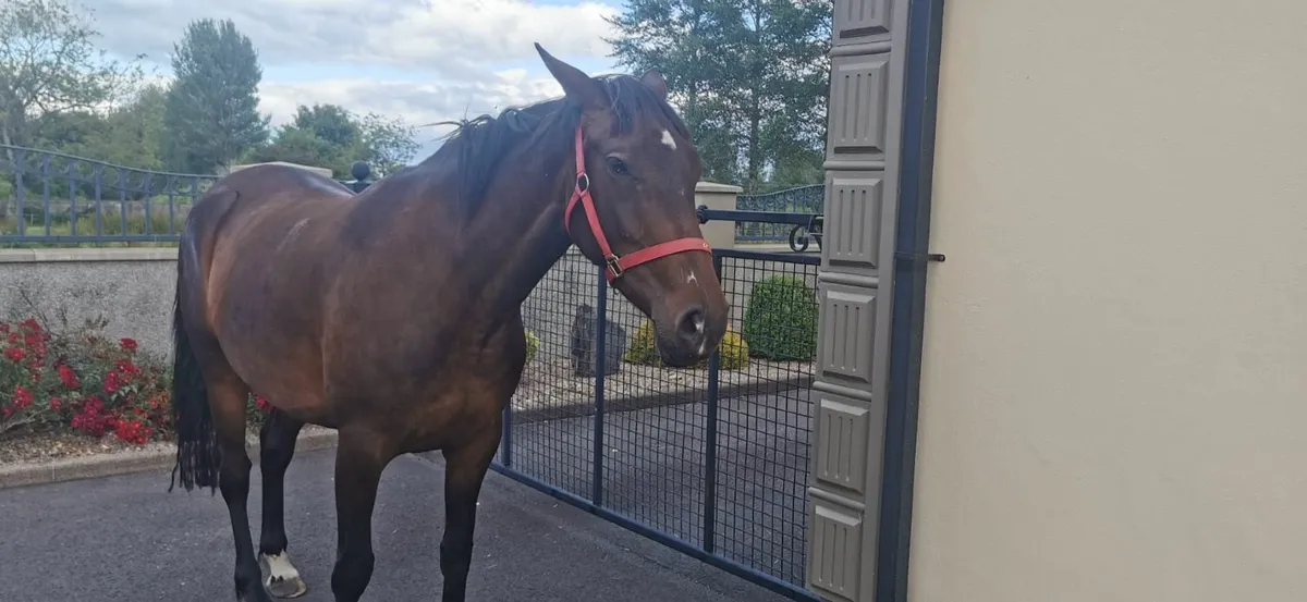 4 year old filly - Image 3