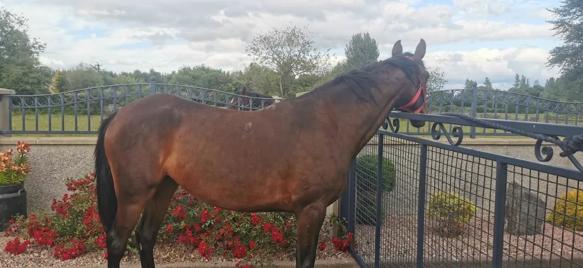 4 year old filly - Image 4