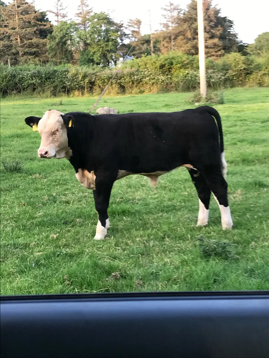 Contact rearing\grazing - Image 1