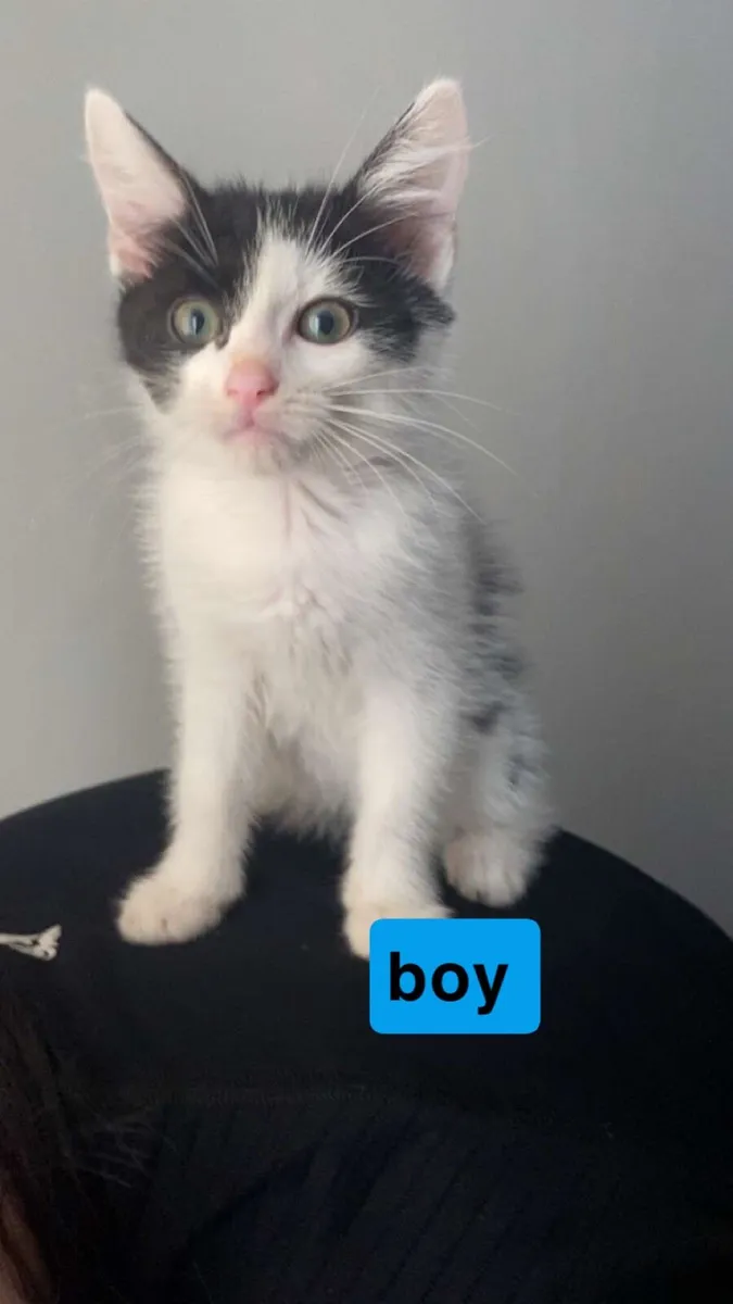 kittens - Image 1