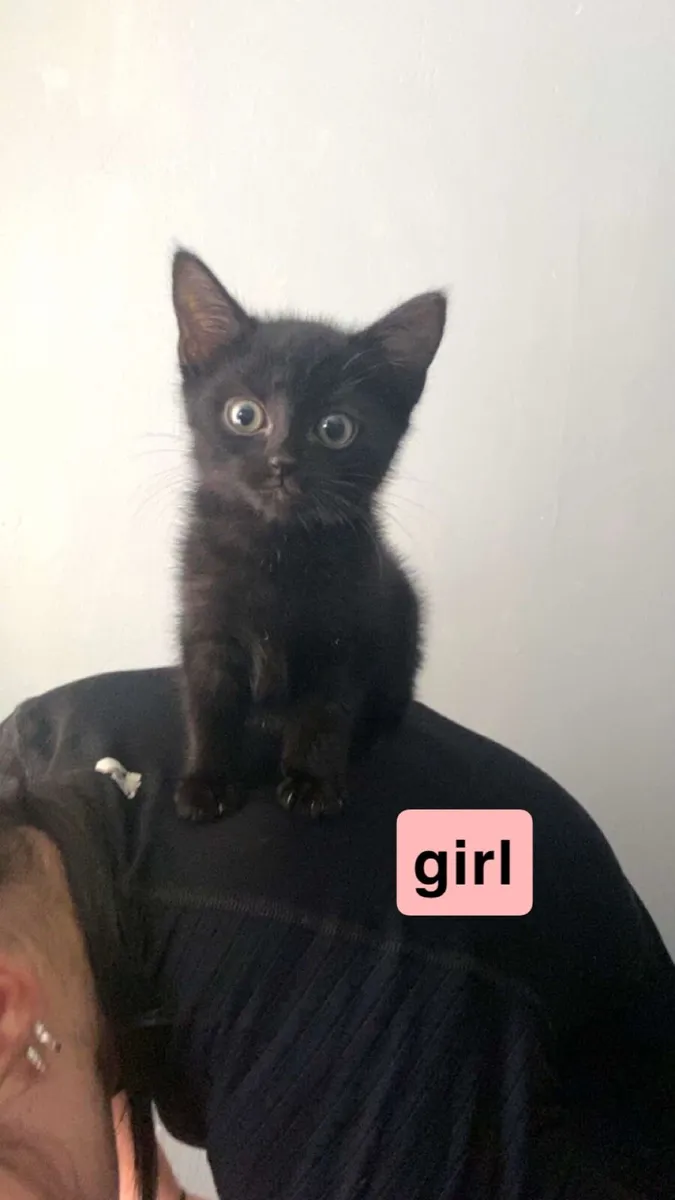 kittens - Image 3