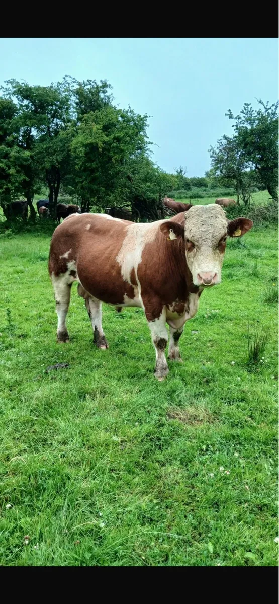 Simmental bull - Image 1