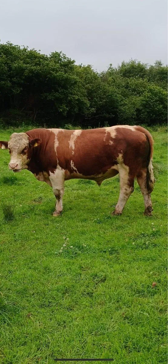 Simmental bull - Image 2