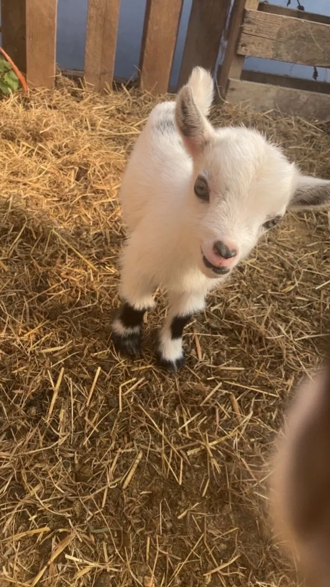 Goat - Image 1