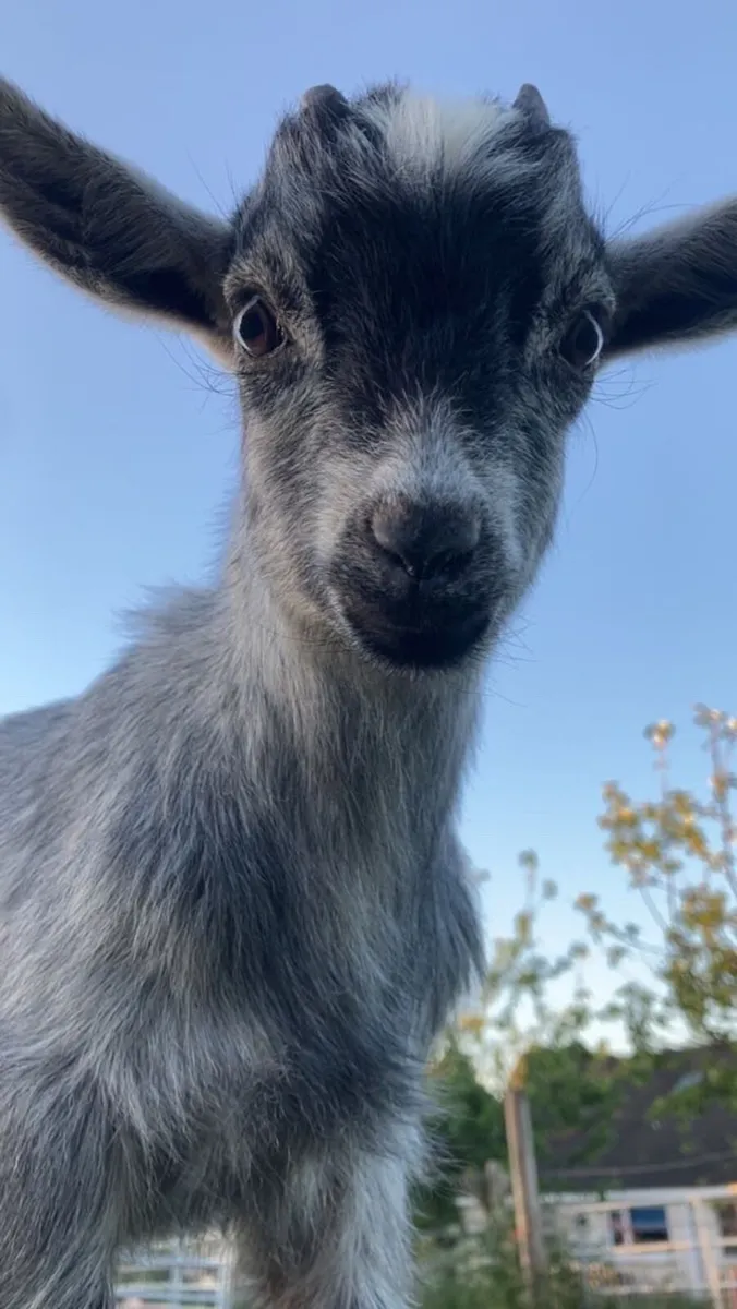 Goat - Image 2