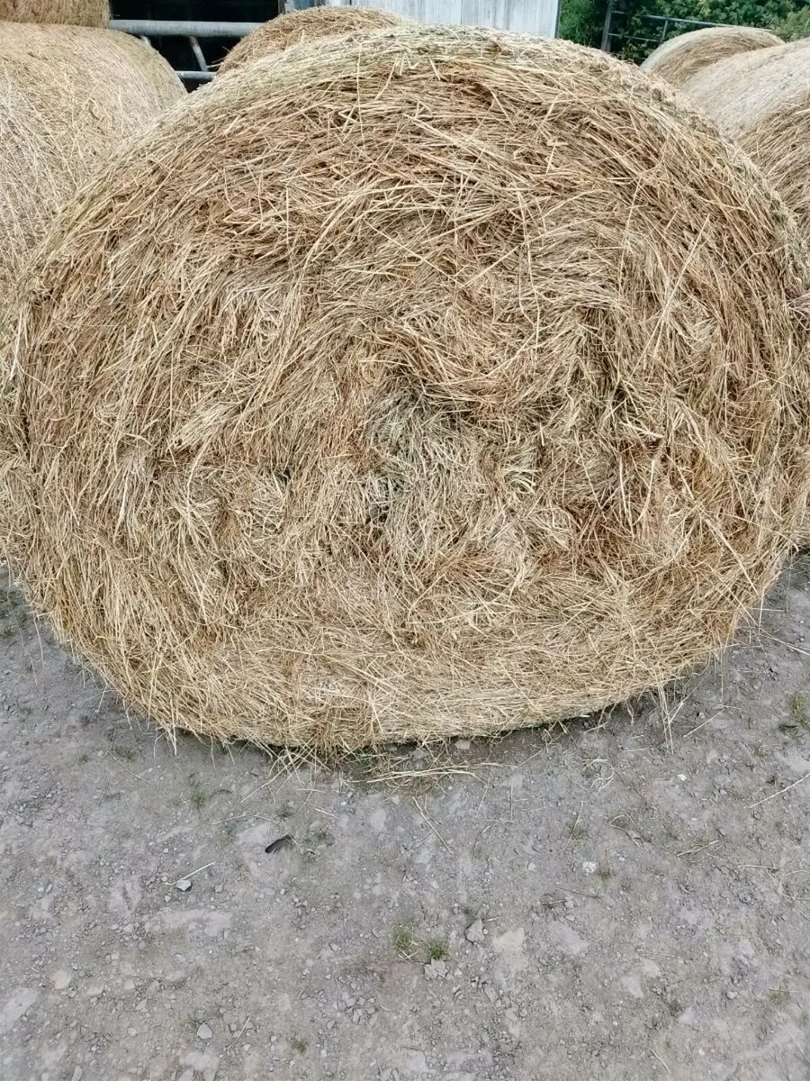 Good quality round bales of hay - Image 1