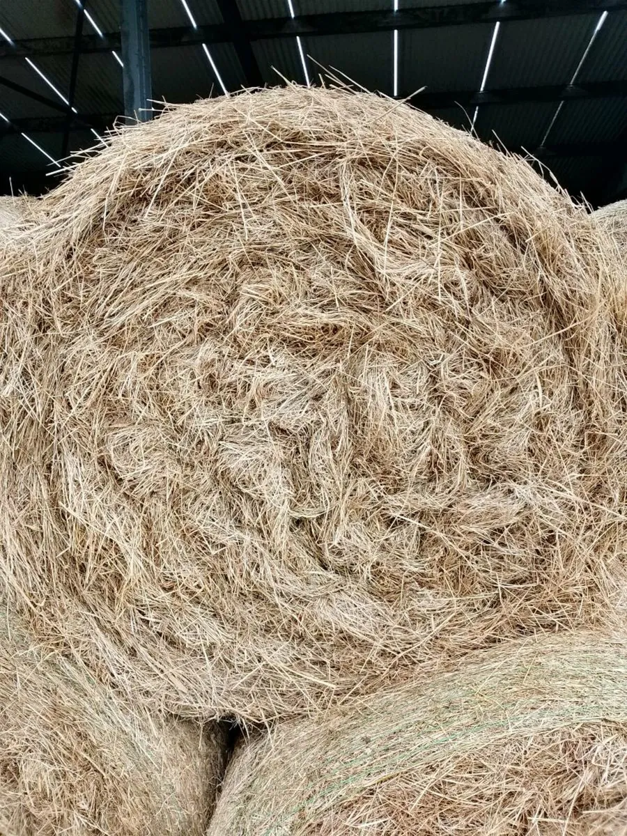 Good quality round bales of hay - Image 2