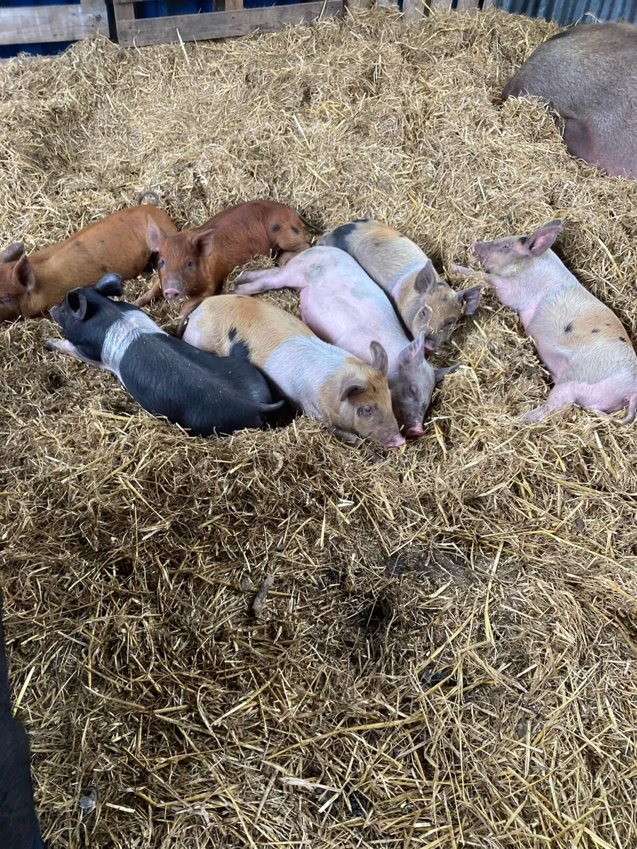 Seven Tamworth cross pigs - Image 1