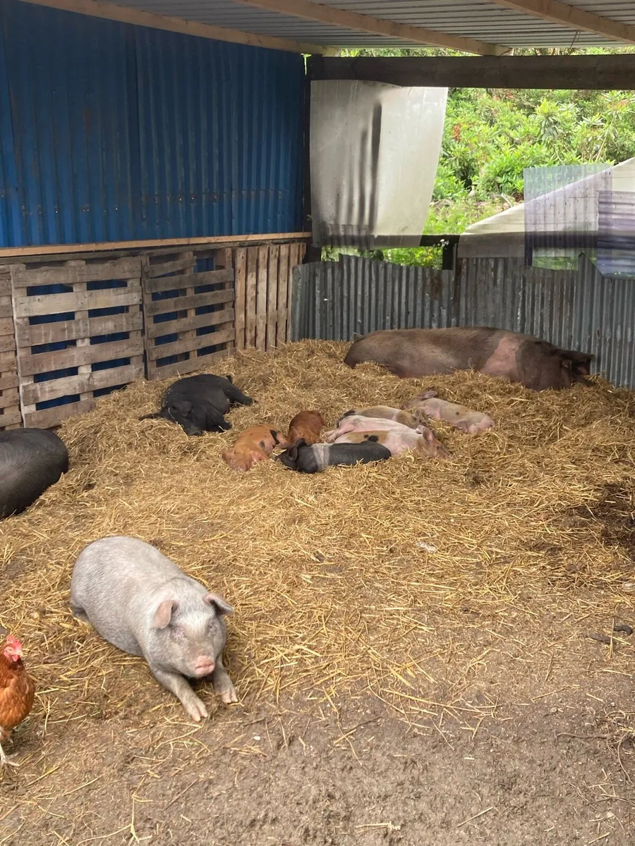 Seven Tamworth cross pigs - Image 2