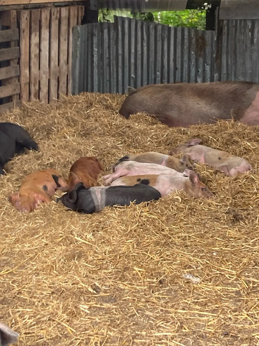 Seven Tamworth cross pigs - Image 3