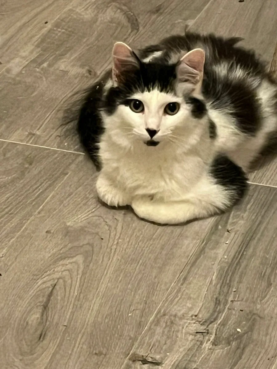 Three kittens 7 mo looking for home - Image 2